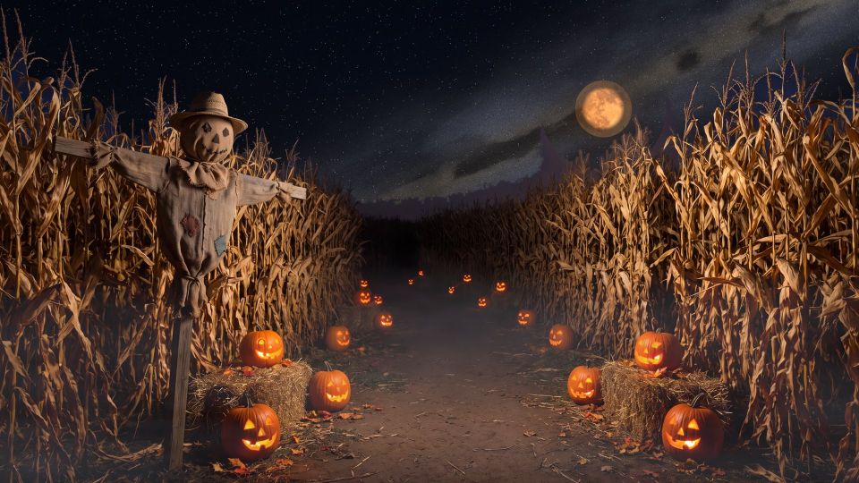 Corn Maze